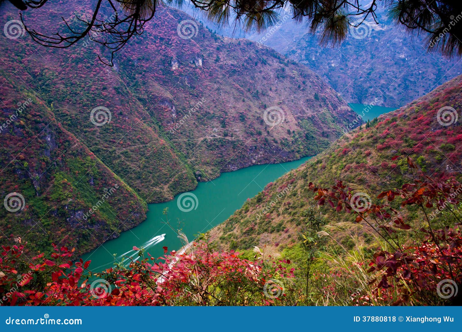 Red leaf of Three stock photo. Image of golden 37880818