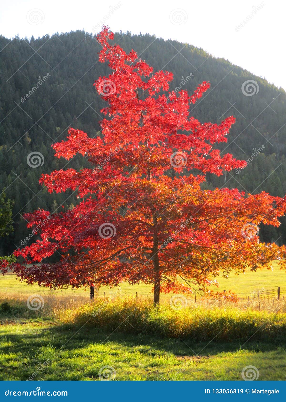 Maplea trees that turn rwd in fall