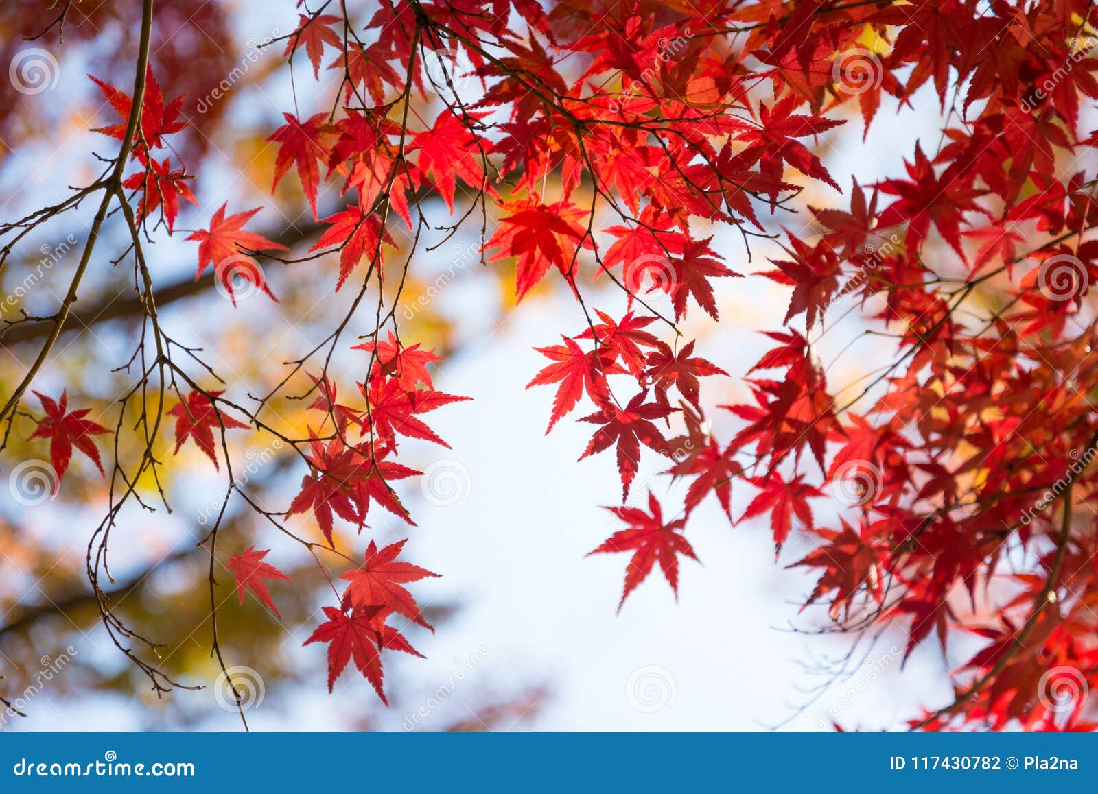 Japan\'s red leaf backdrop during autumn is a beloved sight. It\'s a perfect blend of serenity and beauty. Click the link to see the captivating red leaf image.