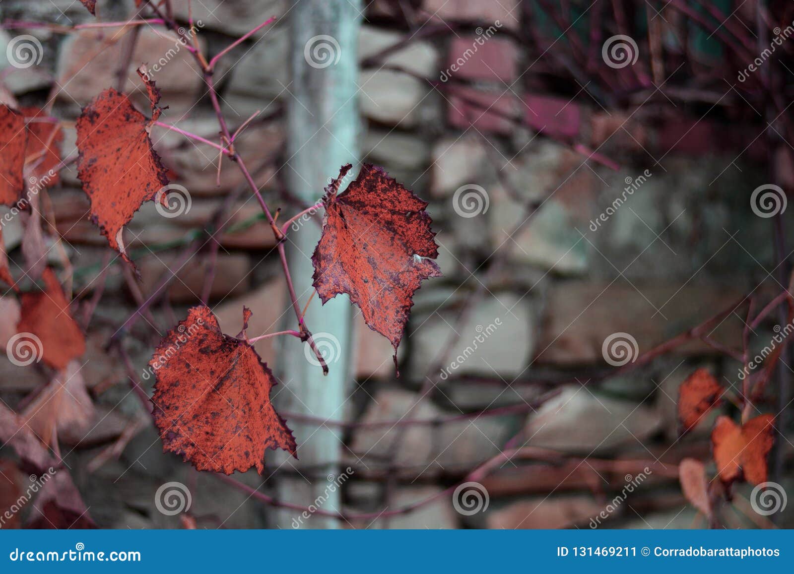 the red leaves of autumn are about to fall with the force of the wind