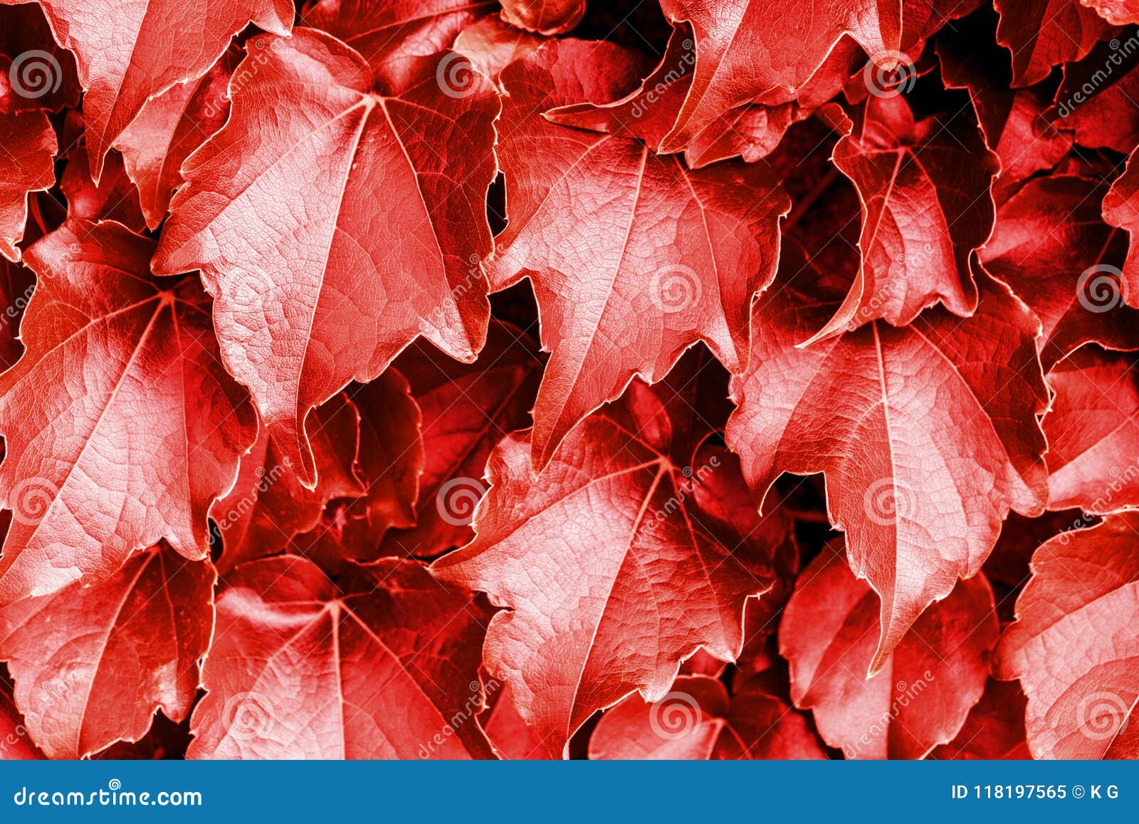 Red Leaves Background. Natural Fresh Abstract Pattern Stock Image