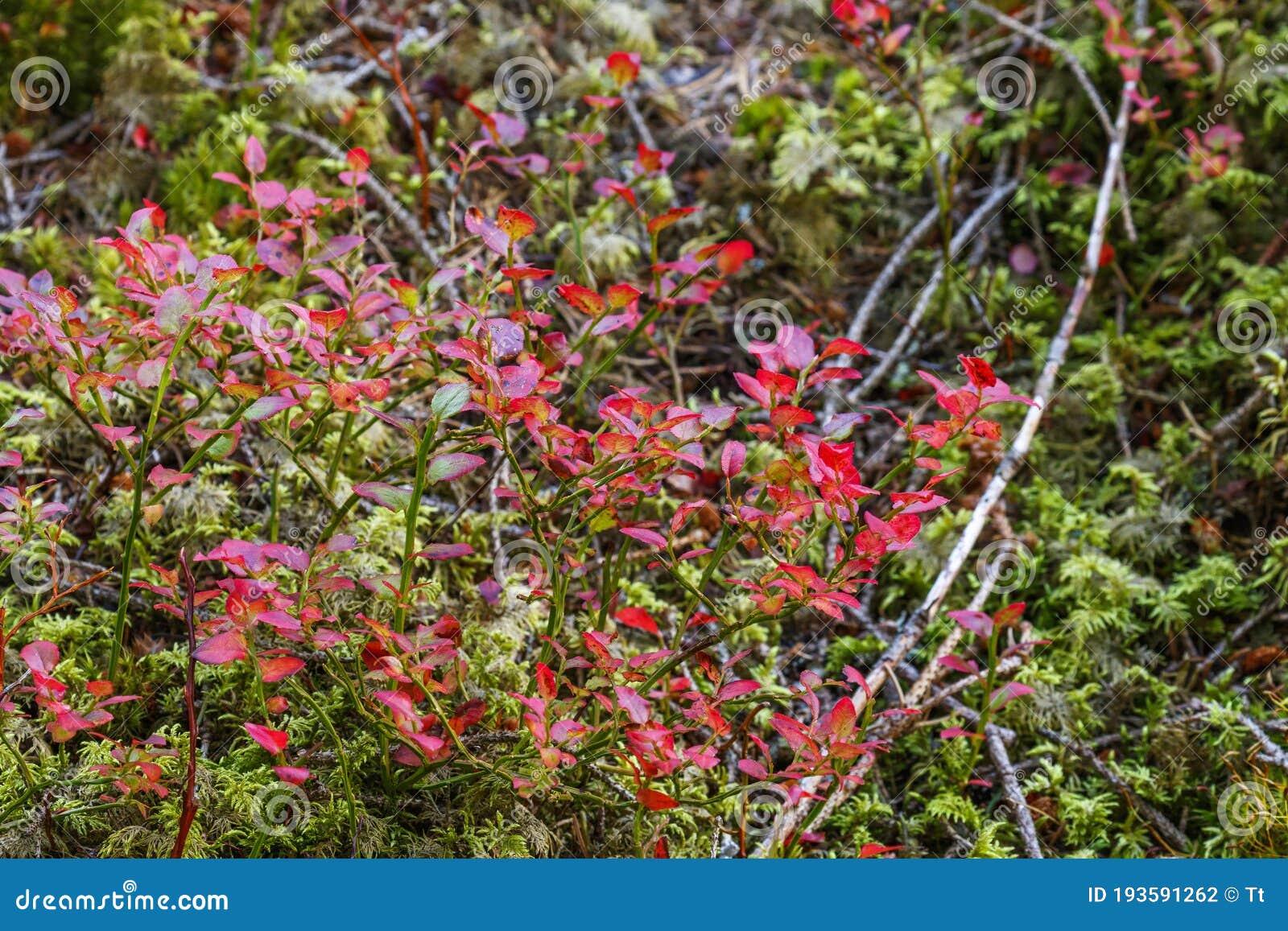 Red Leaves of Blueberry Bushes Stock Photo Image of nature, colourful
