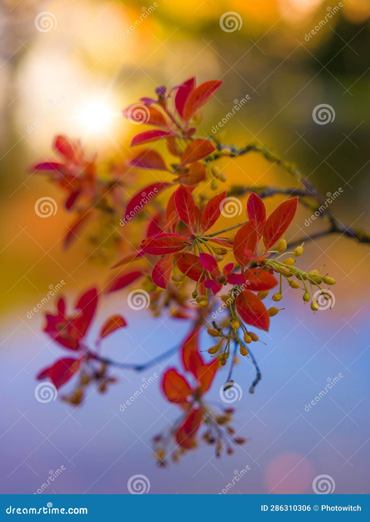 red leaves of japanese maple tree