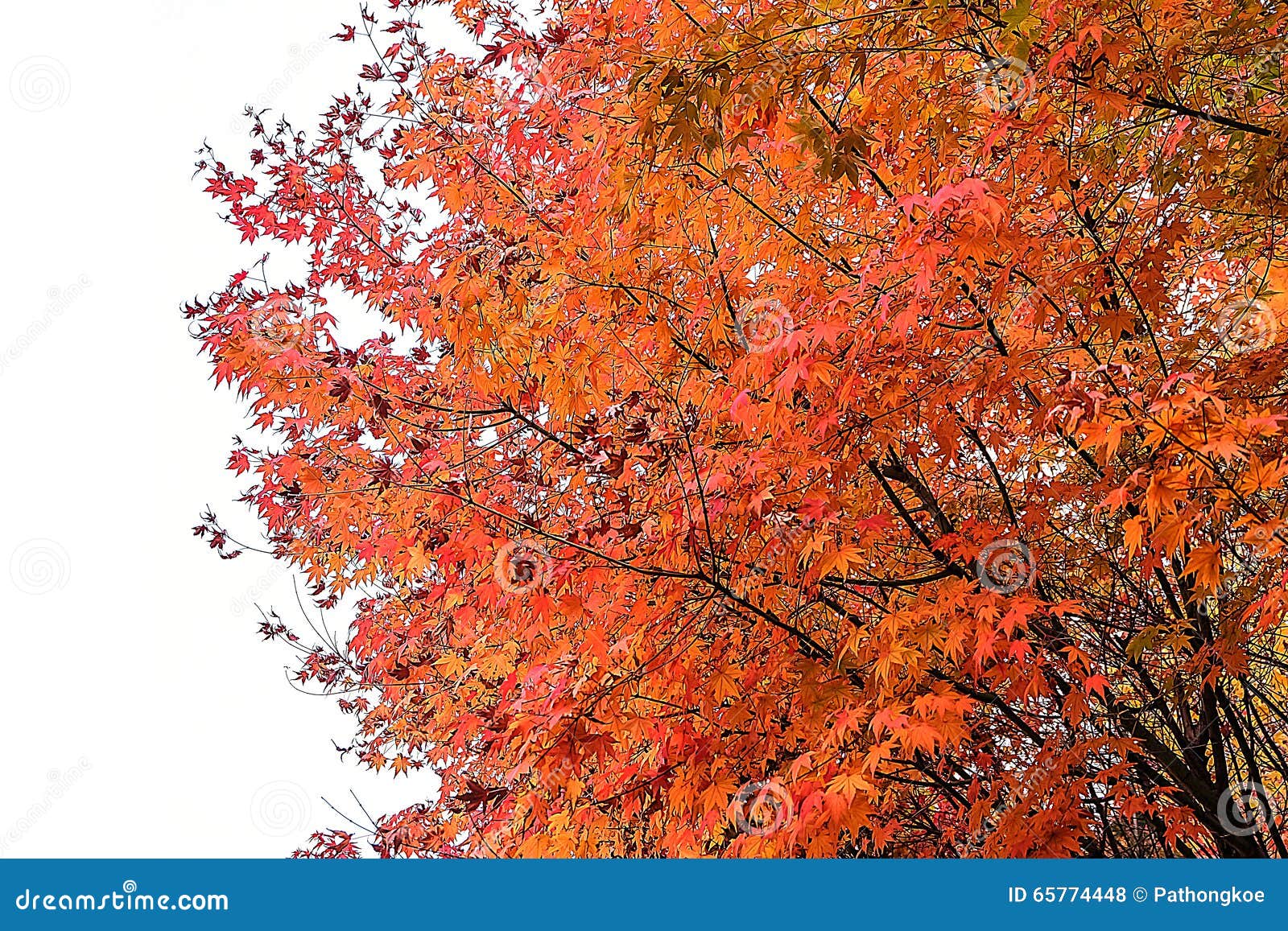 Red Leaves on White Background Stock Photo Image of isolated