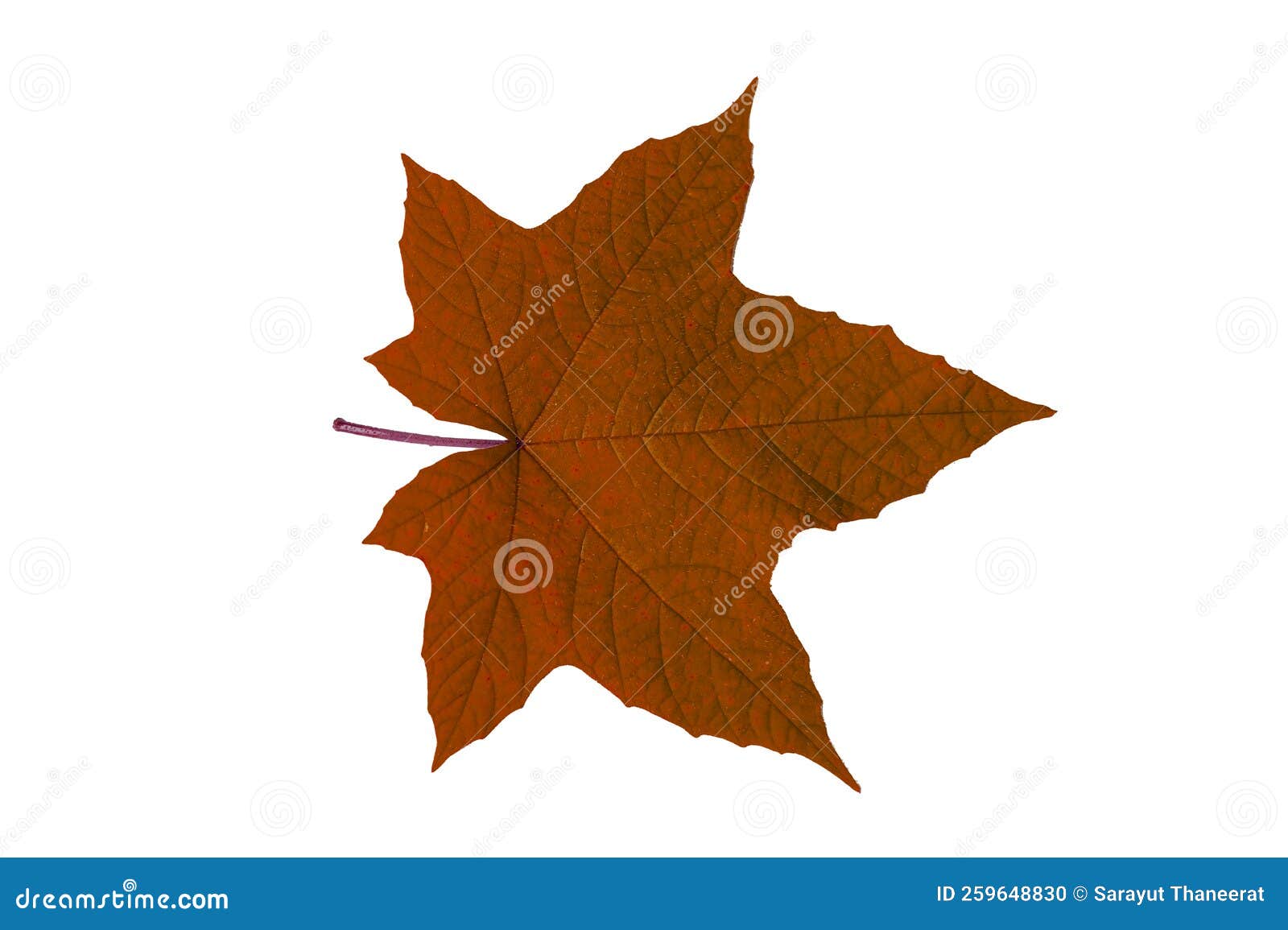 Red Leaves on a White Background Isolate Stock Photo Image of closeup