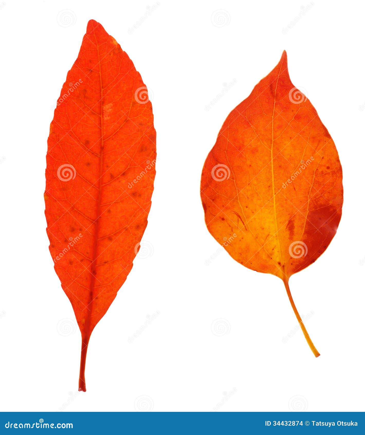 Red Leaves in a White Background Stock Photo Image of cutout