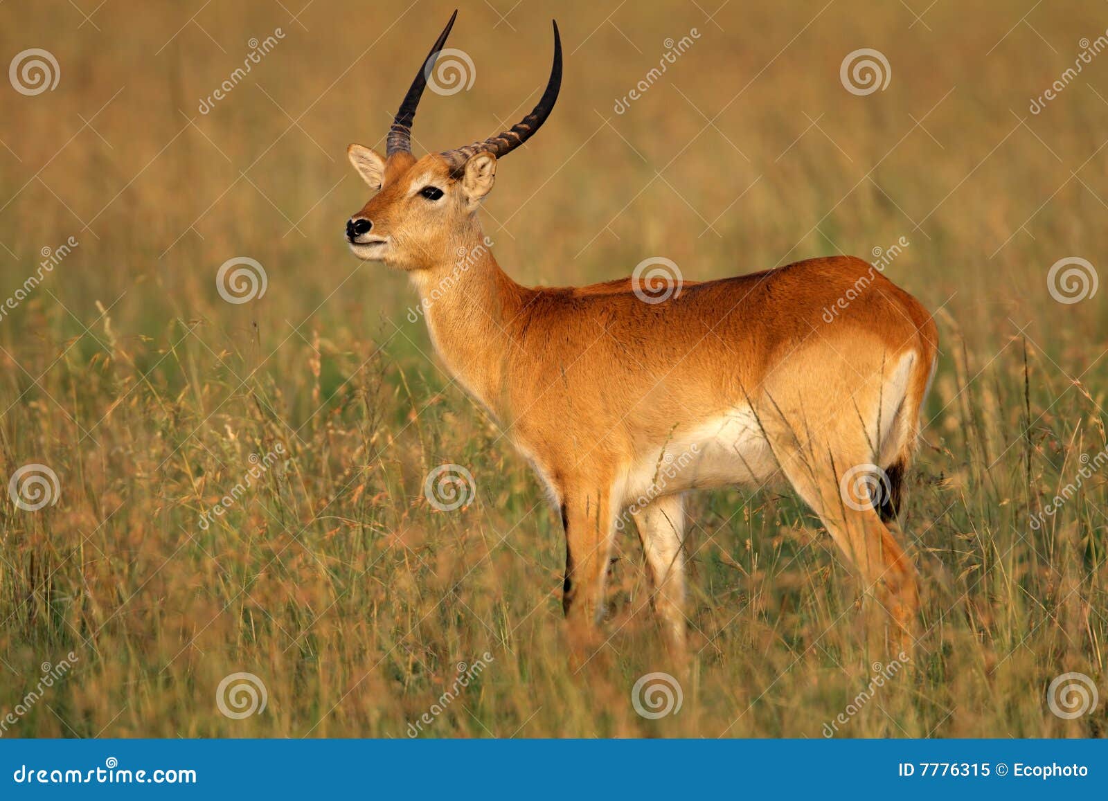 Blænding Seaboard bilag Red lechwe antelope stock image. Image of wild, conservation - 7776315