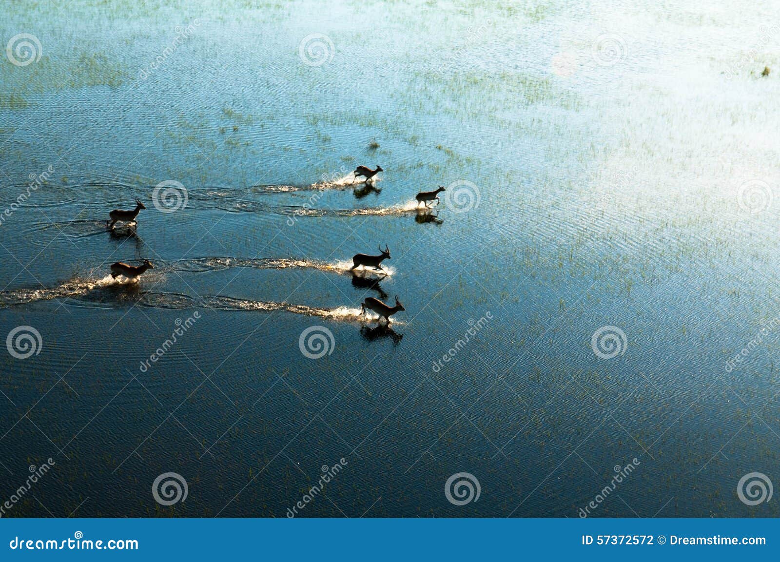 red lechwe running across flooded grasslands (aerial), kobus leche leche, okavango delta, botswana