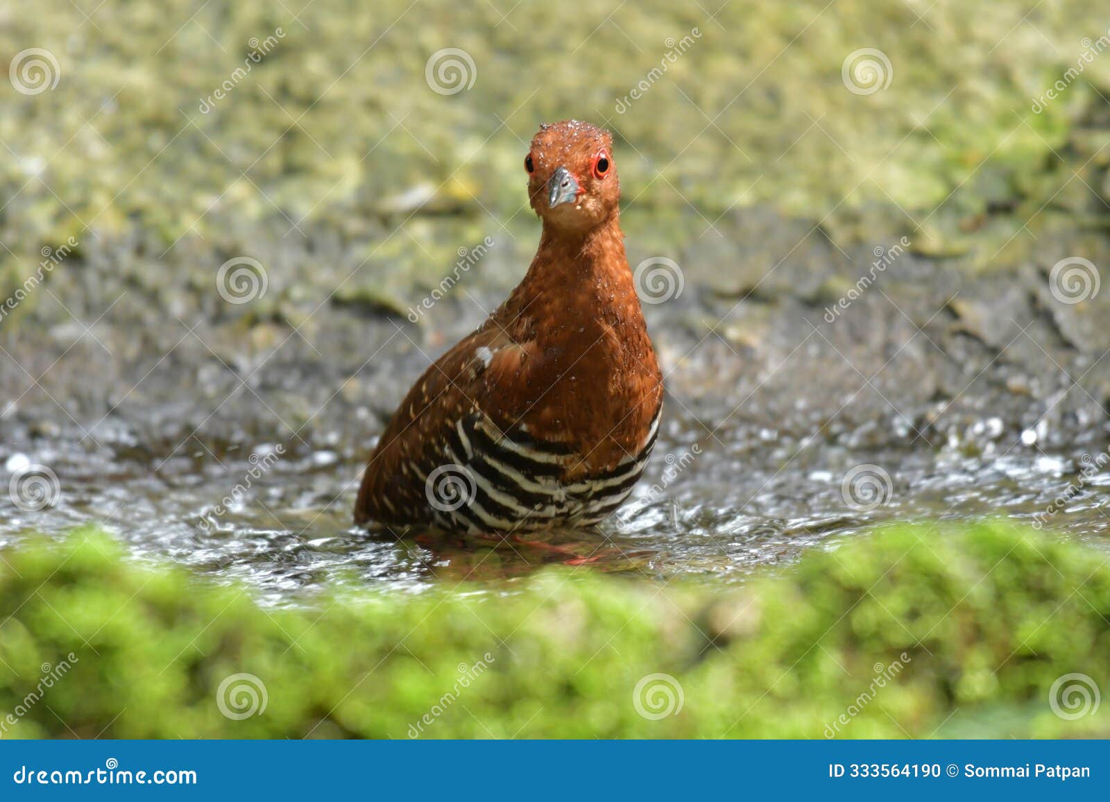 red-legged crake
