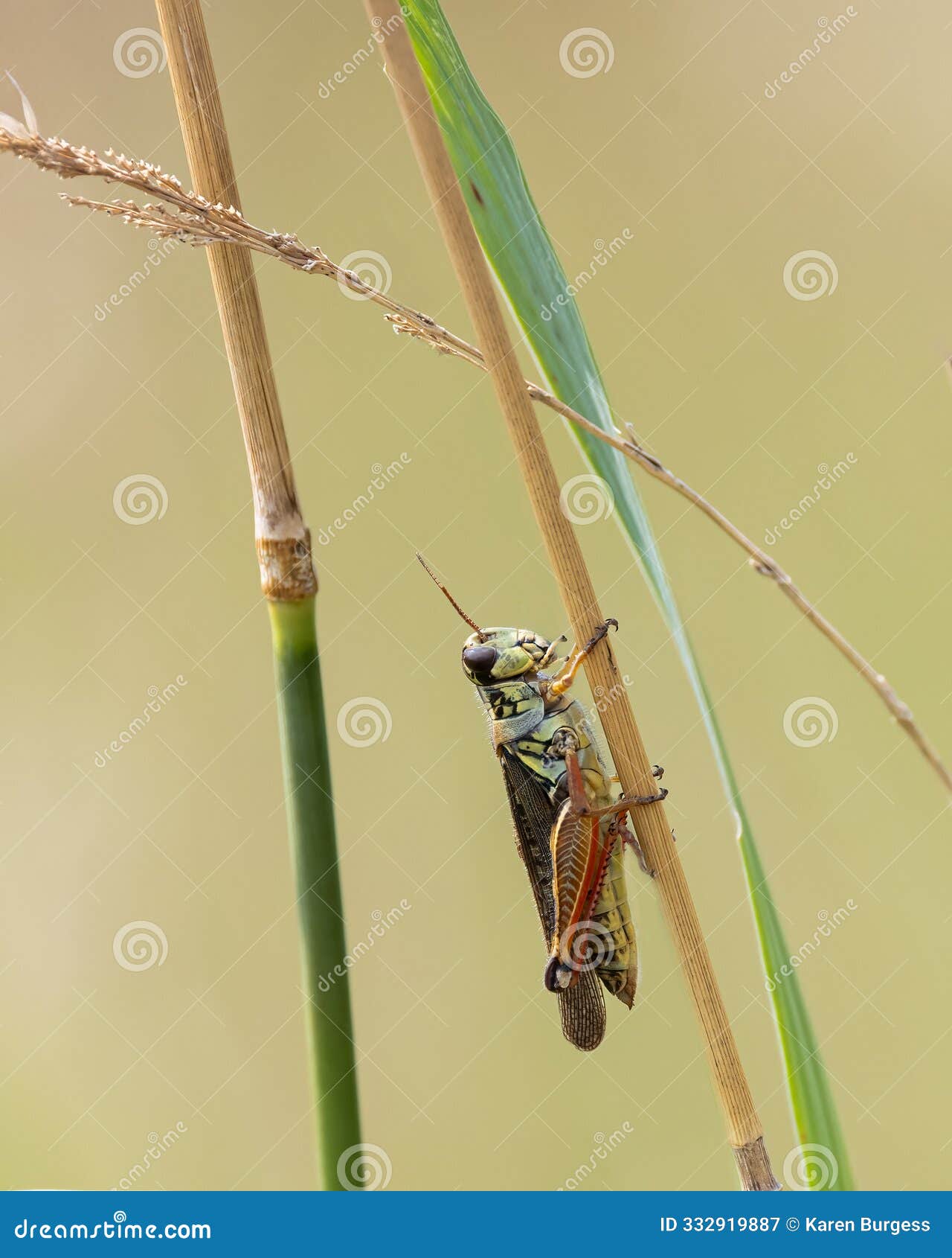 red-legged grasshopper clinging to reeds in a marsh
