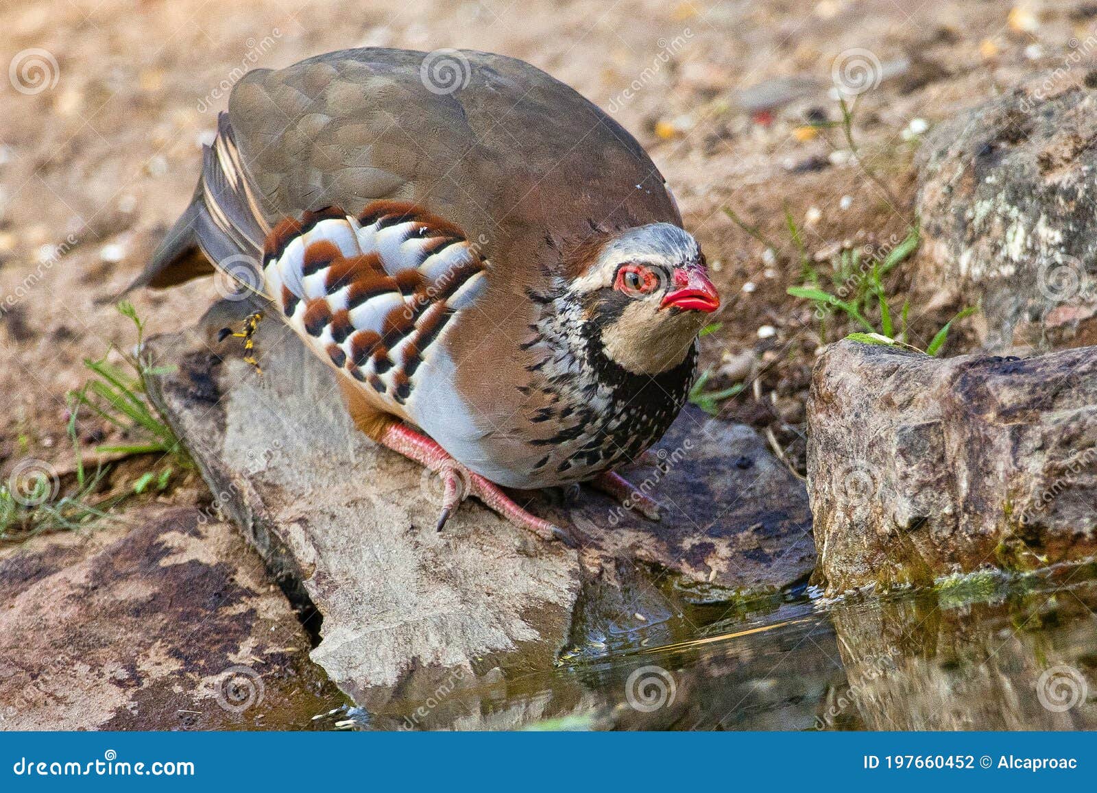 red-legged partridge, monfragÃÂ¼e national park, spain