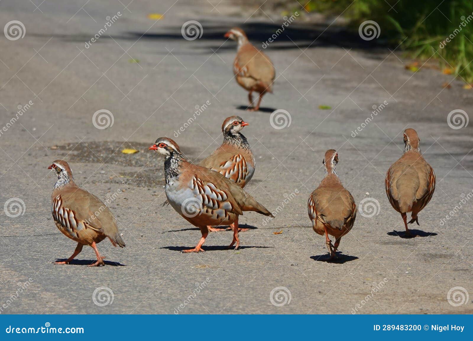 red legged partridges on country road