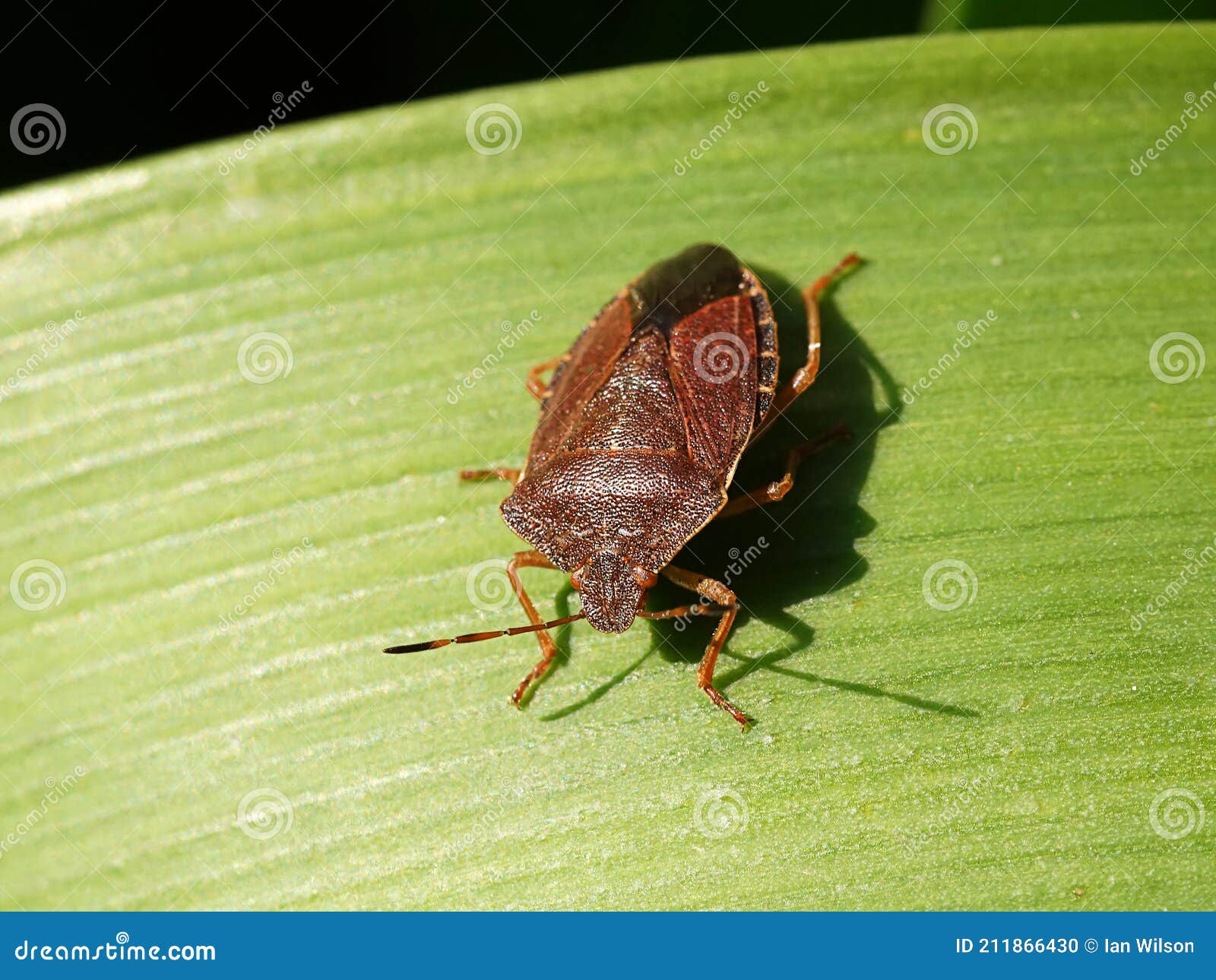 red-legged shieldbug aka forest bug pentatoma rufipes