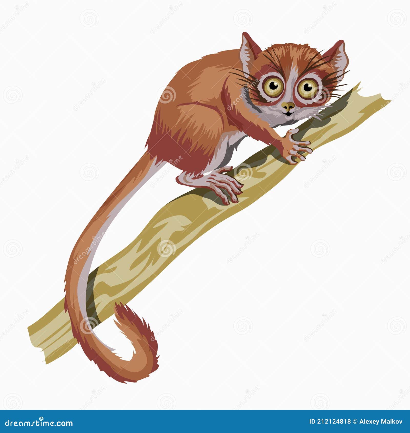 Red Lemur. a Small Animal with a Very Long  in White  Background Stock Vector - Illustration of sitting, adorable: 212124818