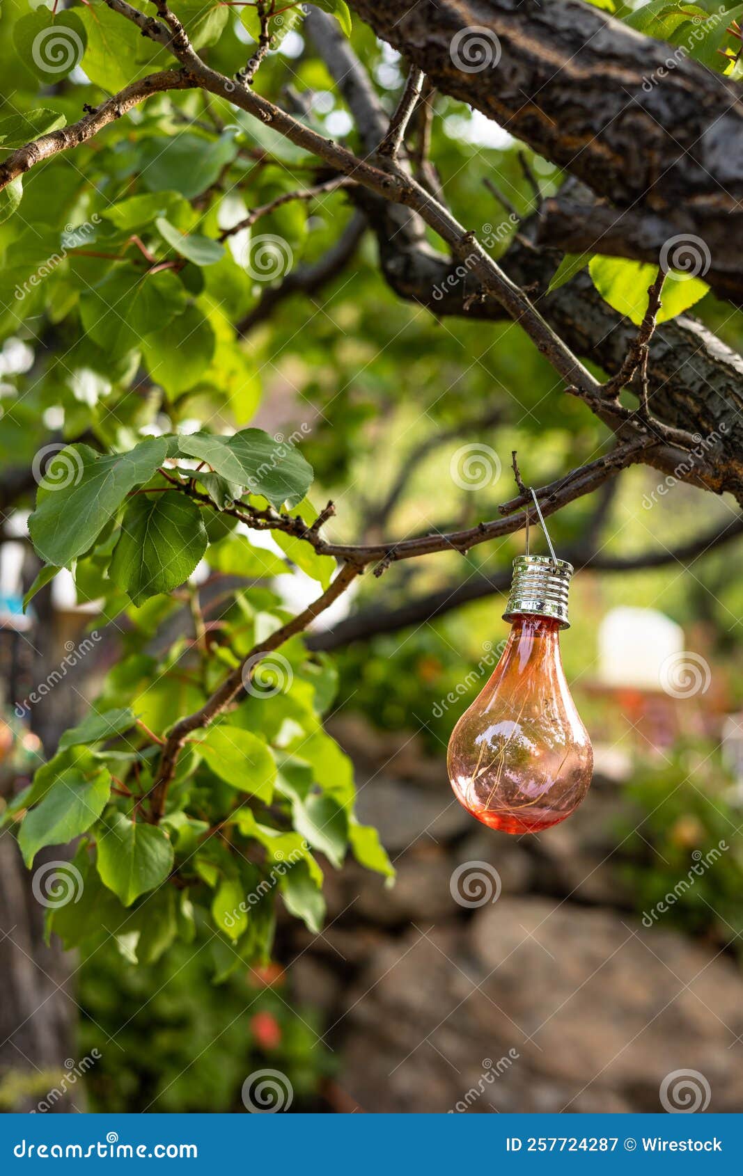 Red Light Bulb Hanging on a Tree in an Orchard Stock Image Image of