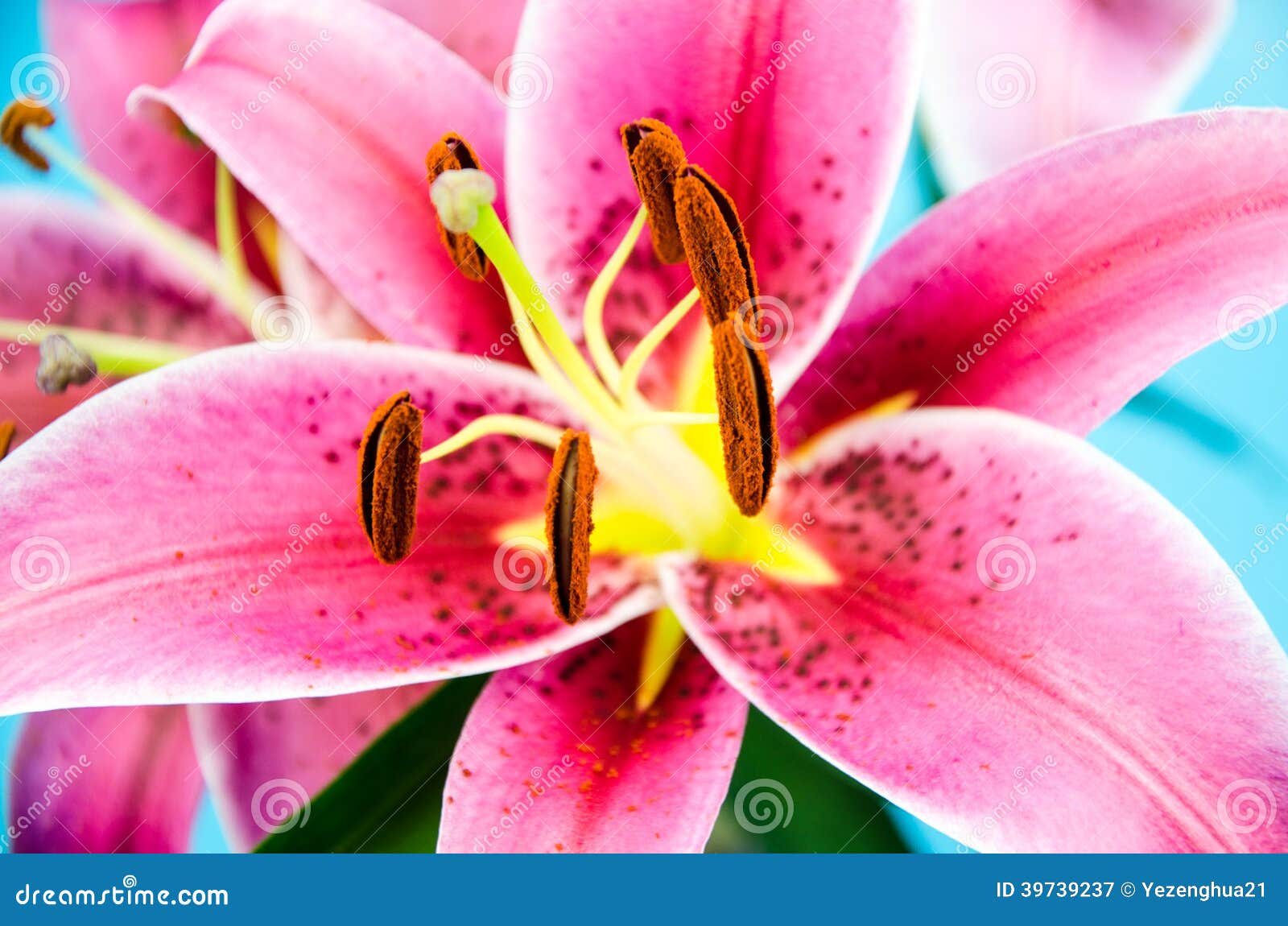 Red lilies stock image. Image of beautiful, bloom, lillies 39739237