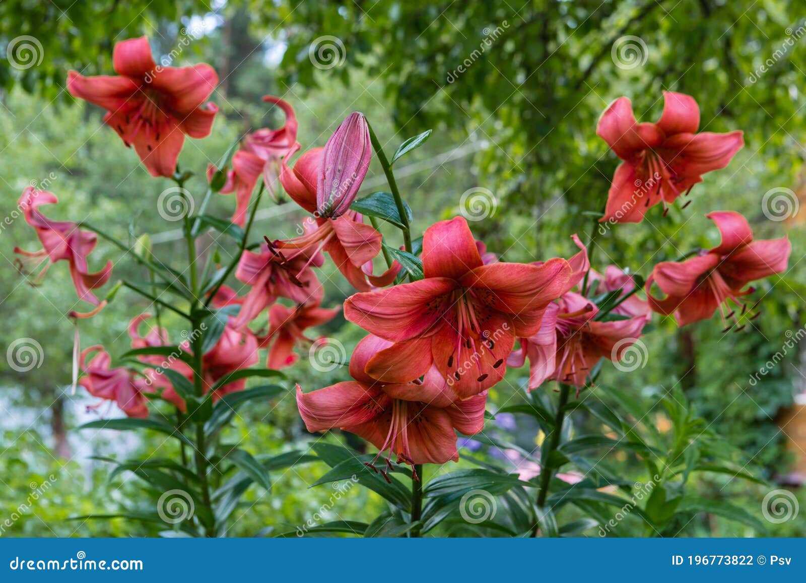 Red Lilies Growing in the Garden Stock Photo Image of elegance