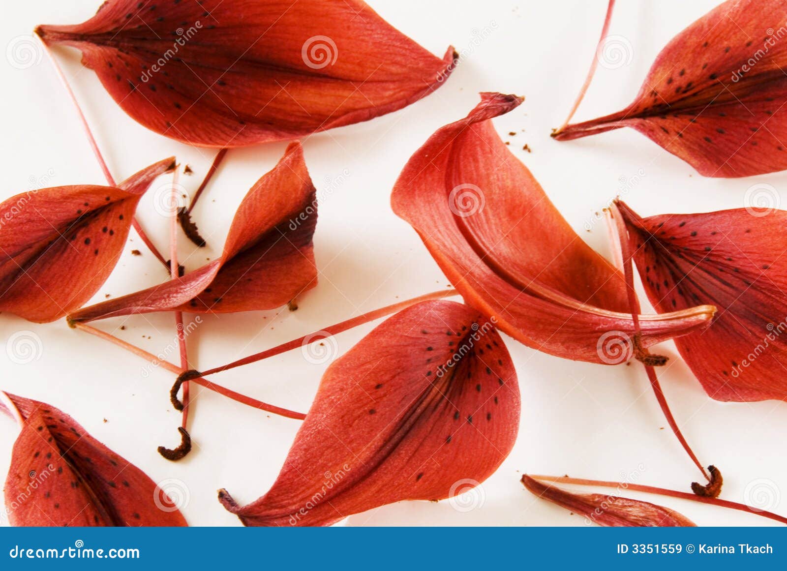 Red Lilies Petals Background 2 Stock Image Image of petals, colors