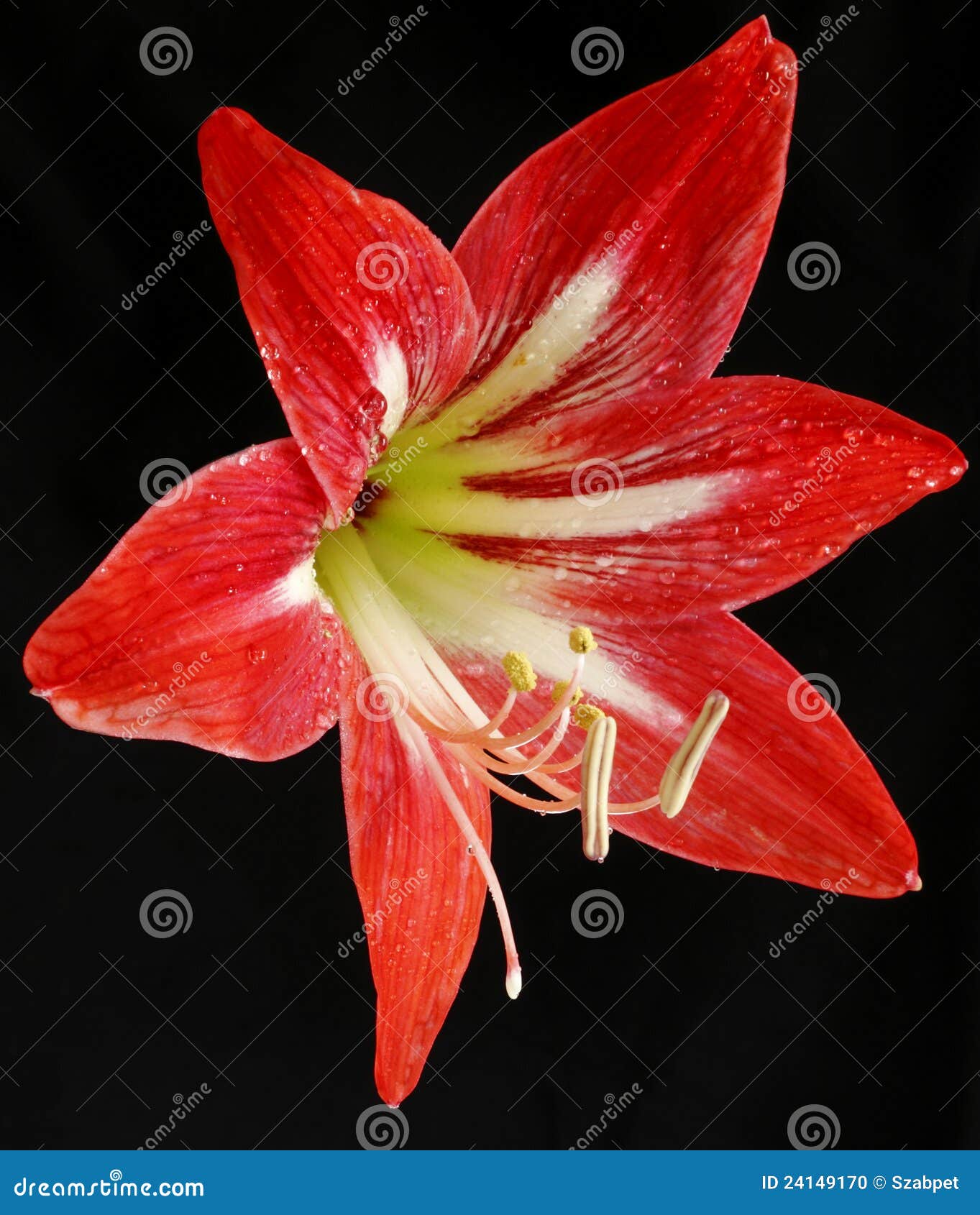 Red lily stock photo. Image of beauty, petals, macro - 24149170