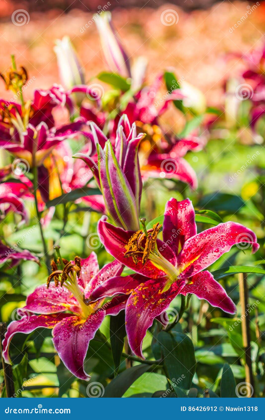 Red Lily Flower in the Garden Stock Photo Image of holiday, vivid