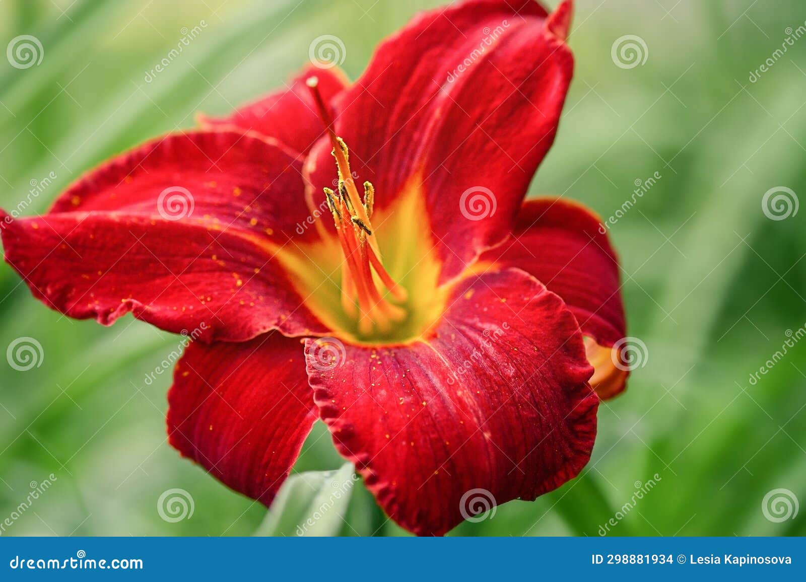 Red Lily Flower on a Green Background. Lily Petals and Stamens Stock