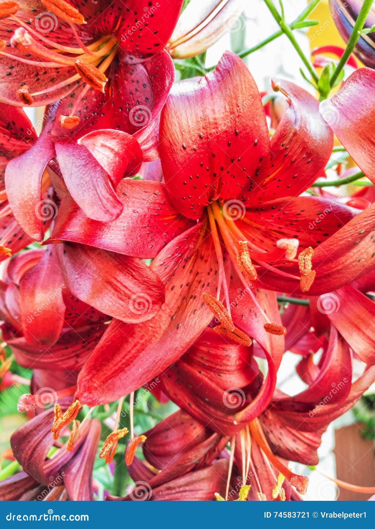 Red Lily Flowers Background Stock Image - Image of bloom, bright: 74583721