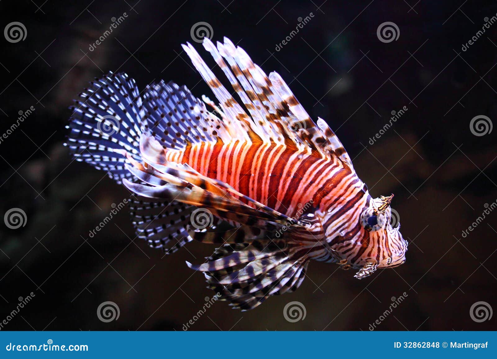 red lionfish illuminated in aquarium