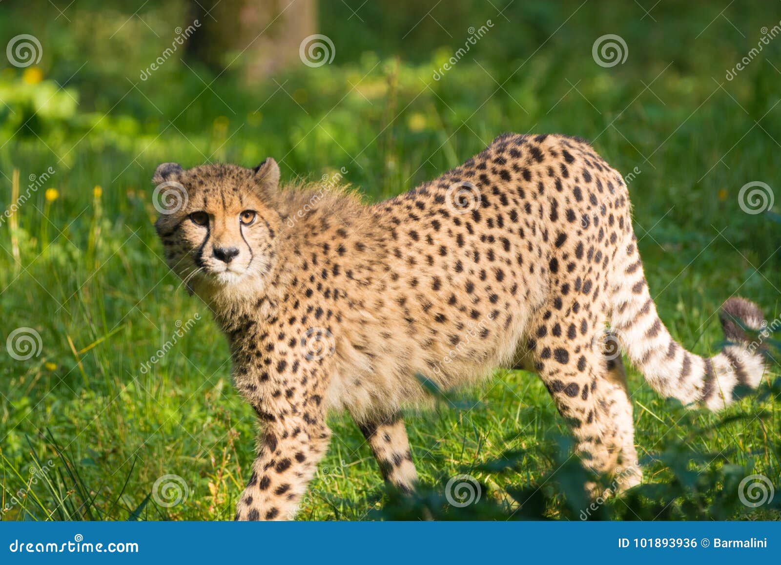 Red List Animal - Cheetah or Cheeta, Fastest Land Animal, Large Stock Photo  - Image of tall, kill: 101893936