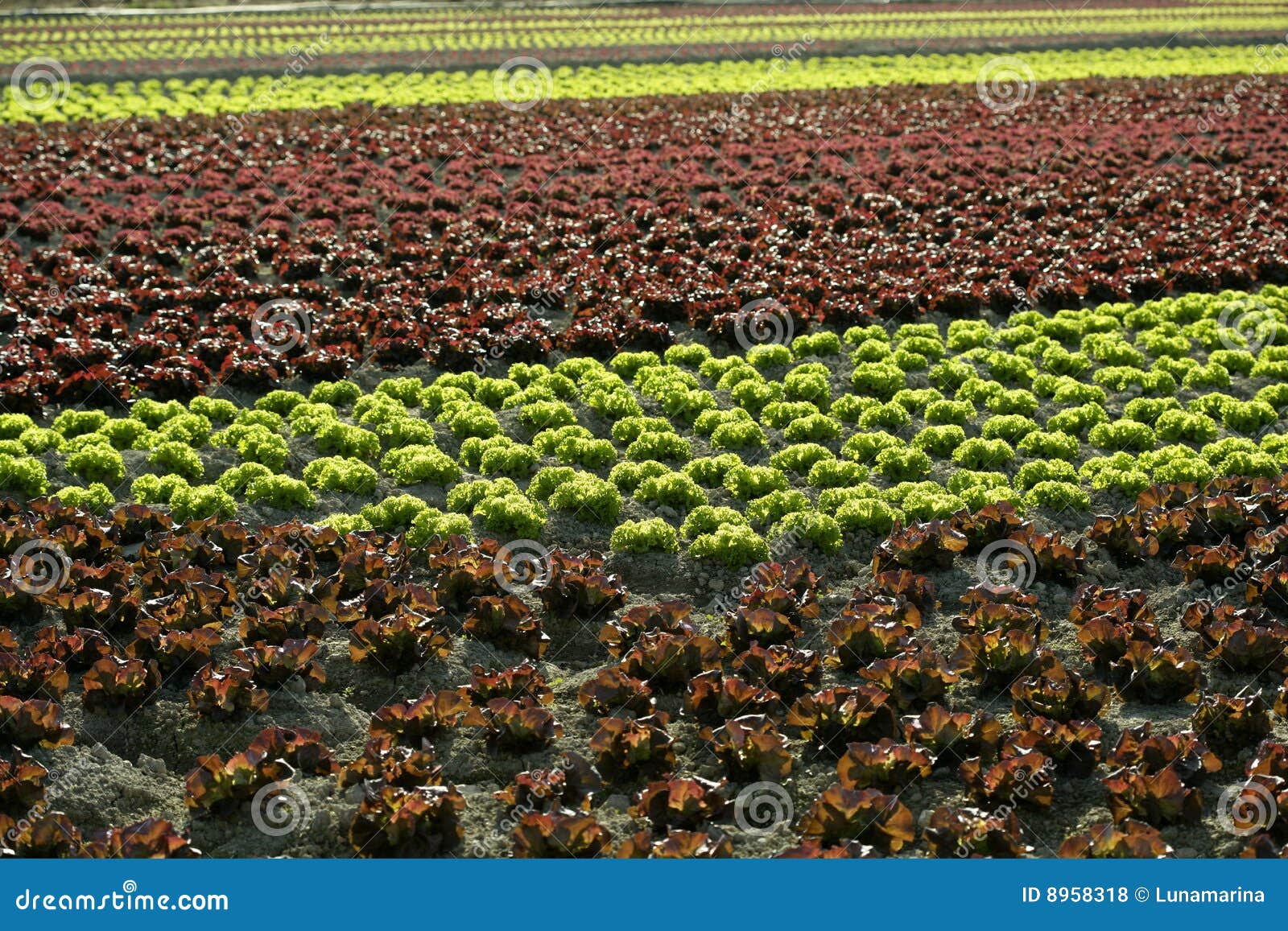 Red Little Baby Lettuce, Fields from Spain Stock Photo Image of