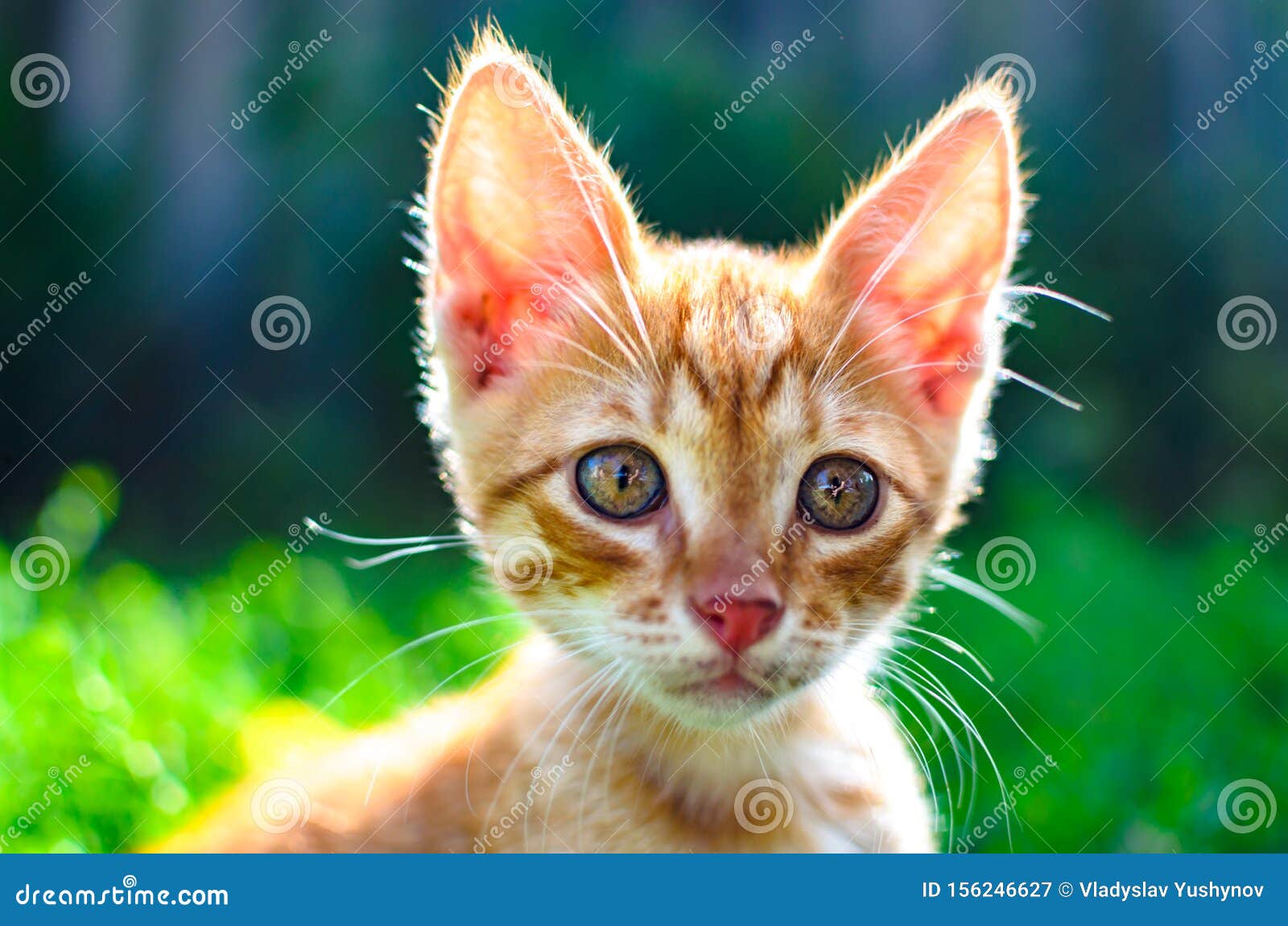 Red Little Kitten Against The Sun Stock Image - Image of kharkov, kittens: 156246627 Red Little Kitten Against The Sun Stock Image - Image of kharkov, kittens: 156246627