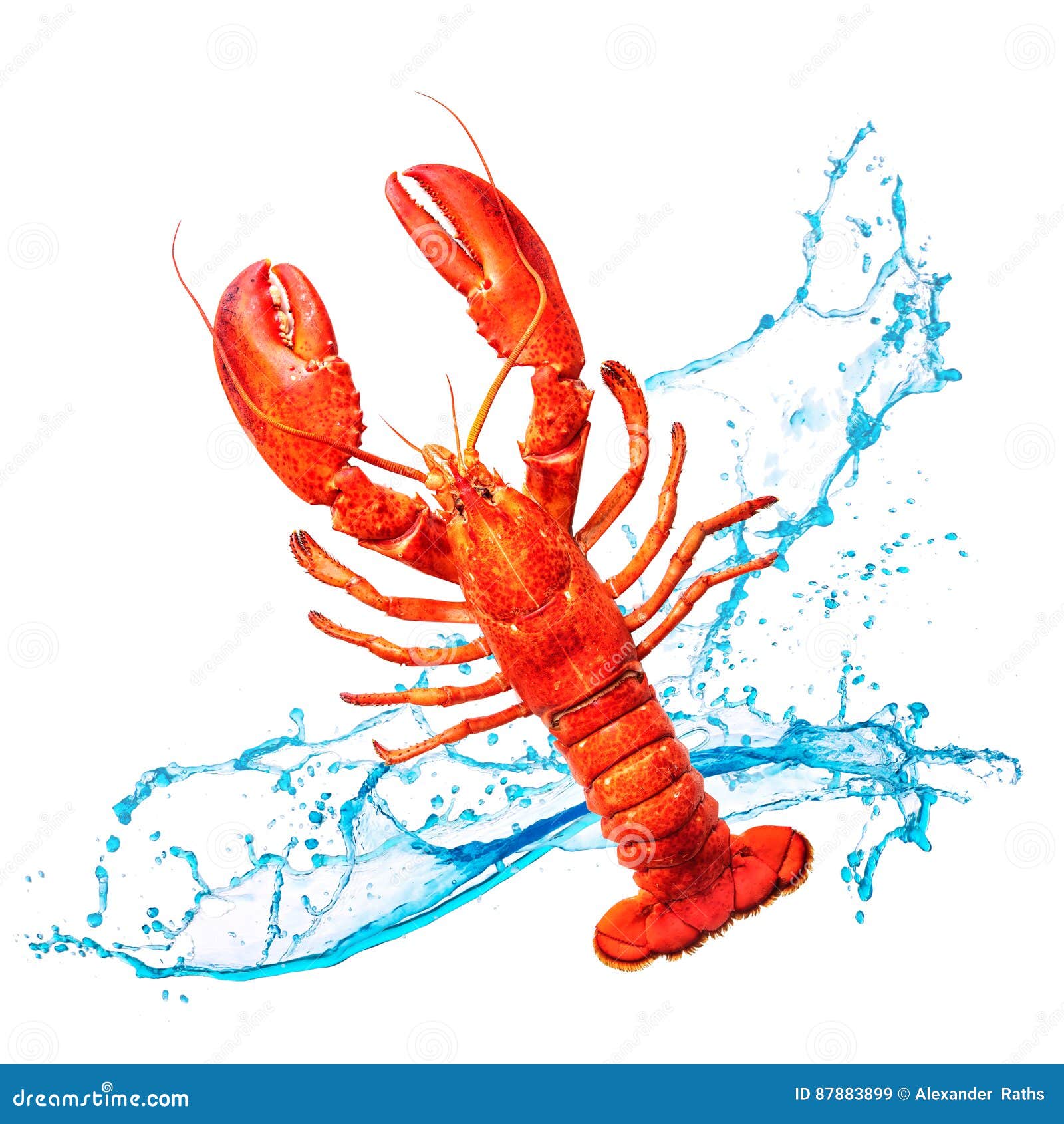 Red Lobster With Water Splashes Stock Image Image of common, splash