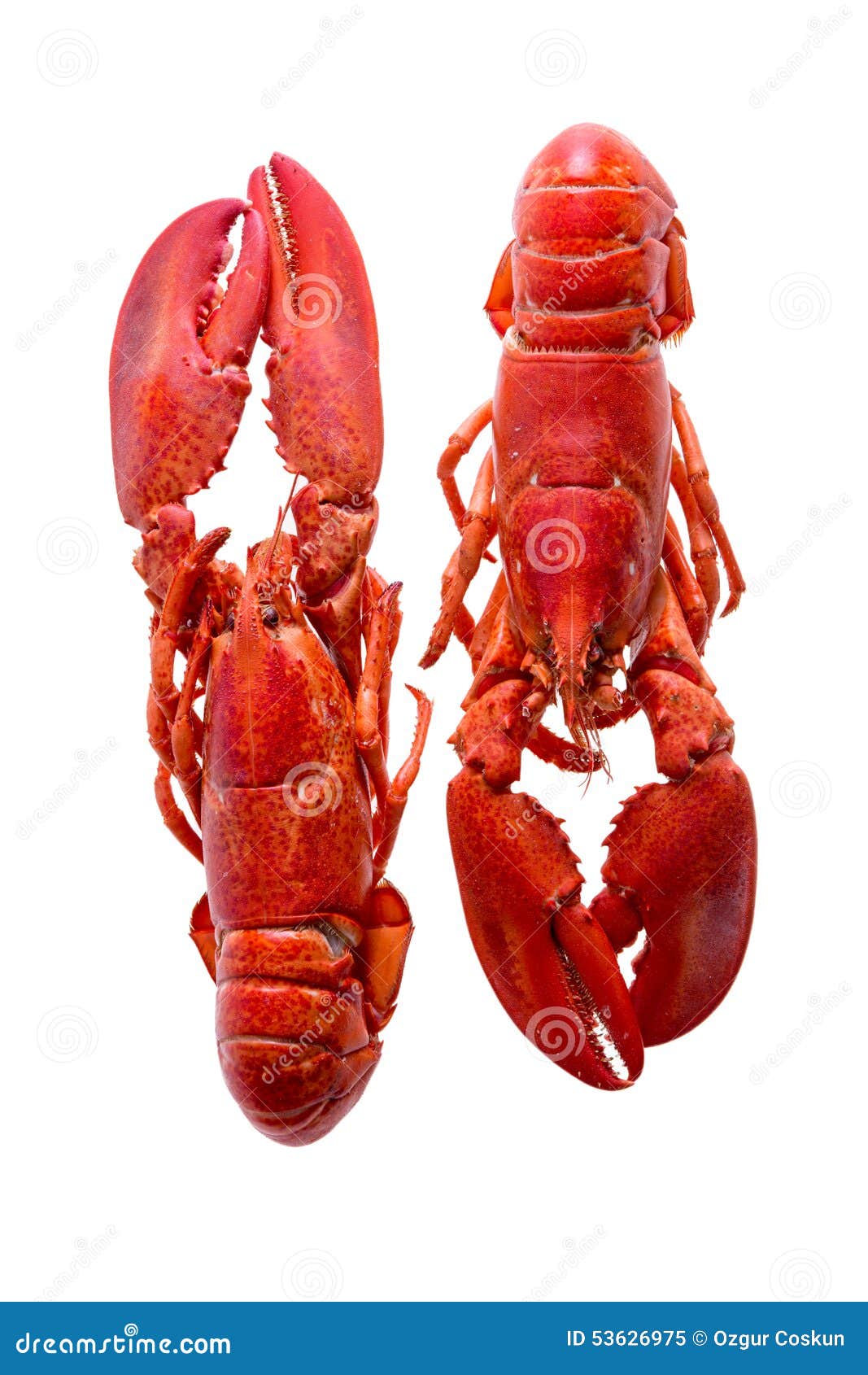 Red Lobsters Duo Isolated on White Background Stock Image Image of