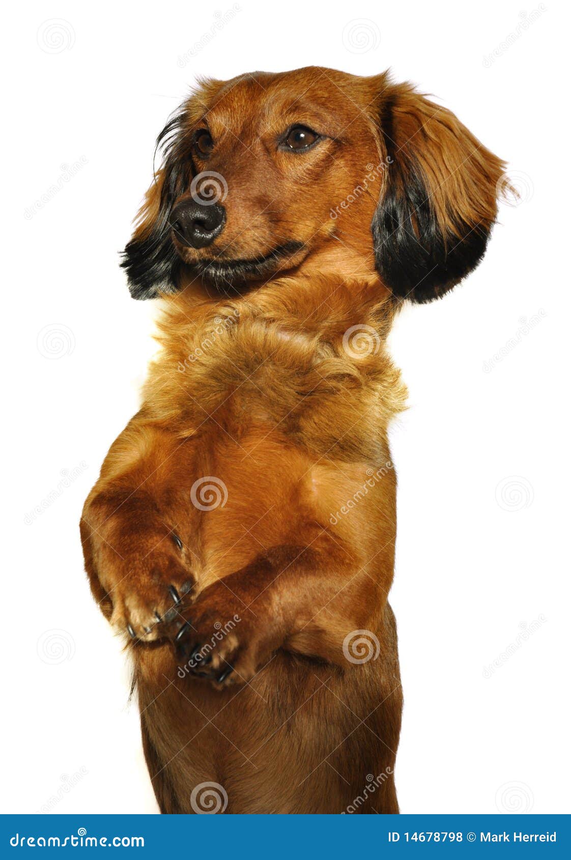 Red Long Haired Dachshund Begging Stock Photo Image Of Begging