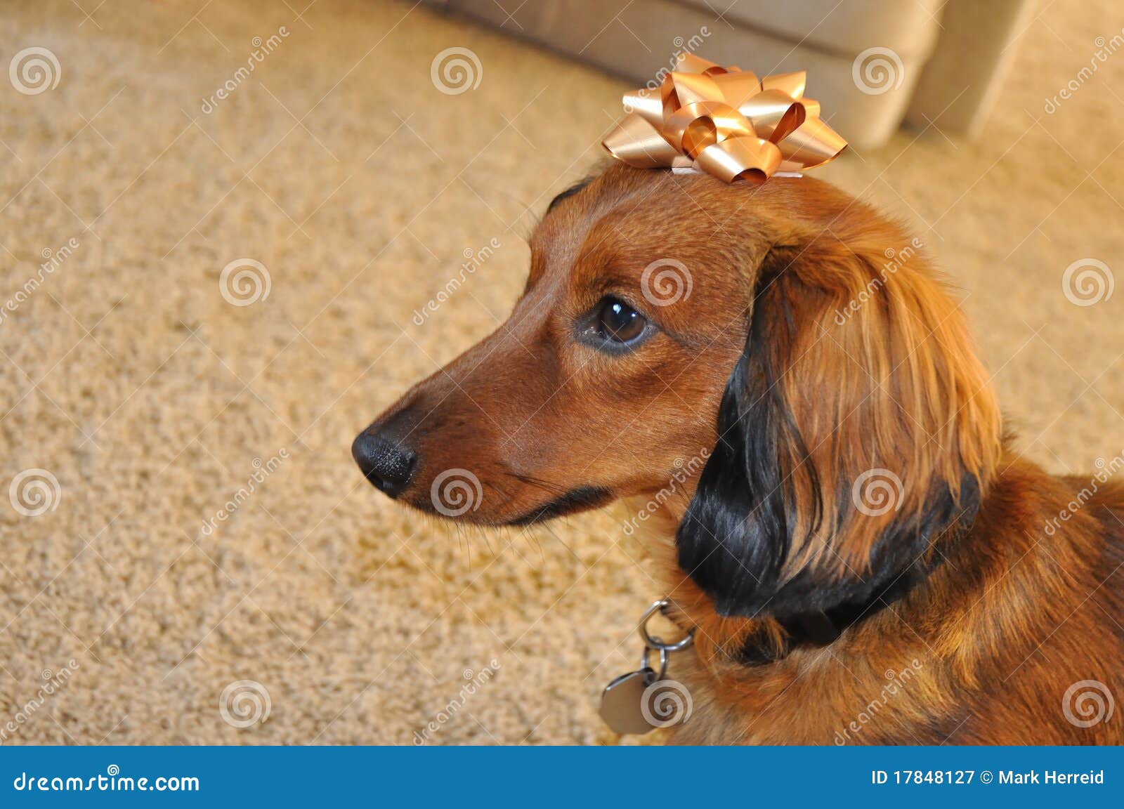 red dapple long haired dachshund