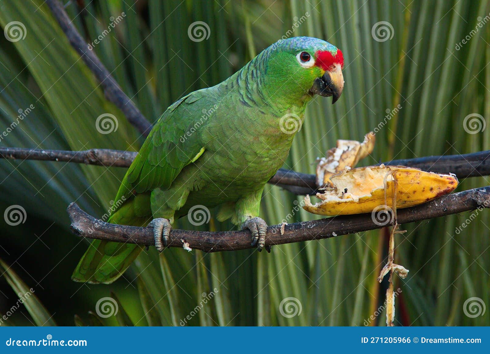 red-lored parrot in pedacito de cielo near boca tapada in costa rica