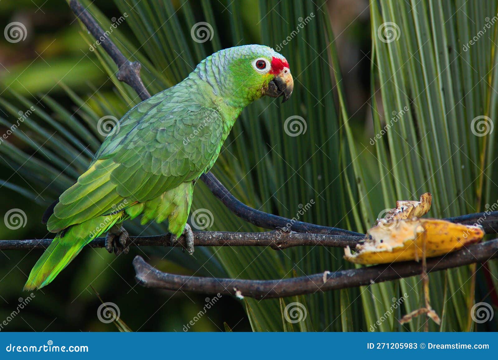 red-lored parrot in pedacito de cielo near boca tapada in costa rica