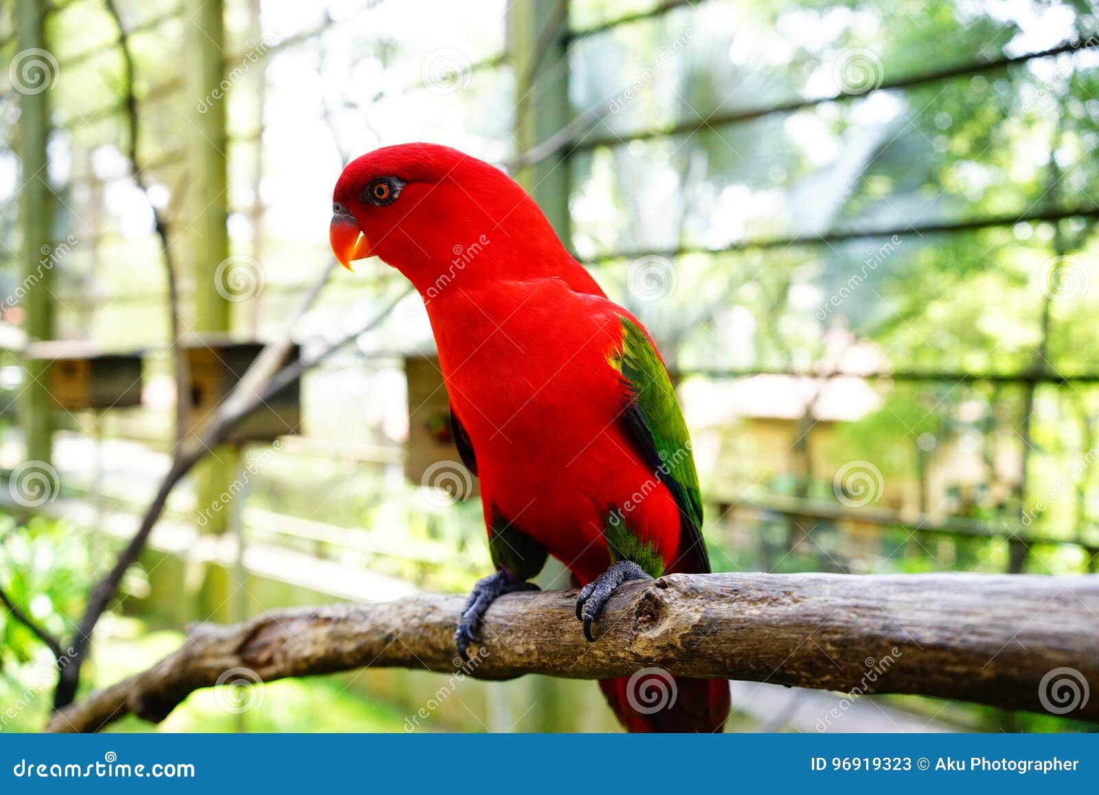 red lory bird