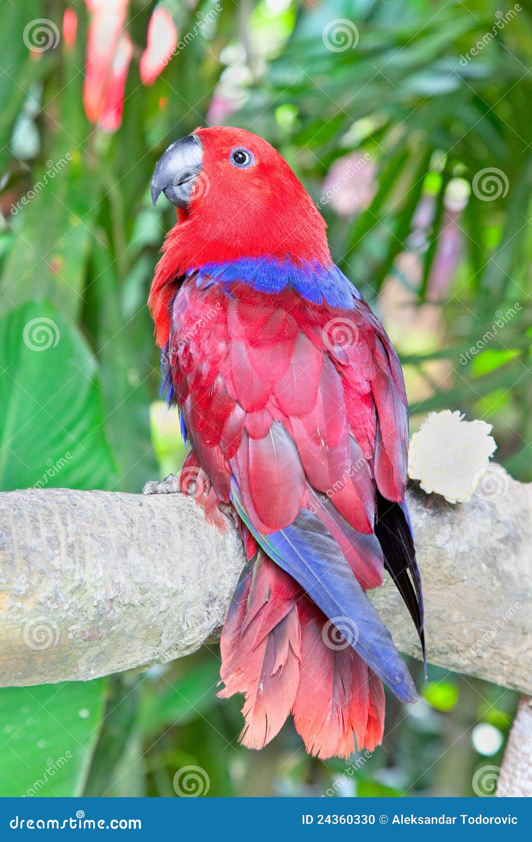 svimmel med sig eksegese Red Lory Parrot in Nature Surrounding Stock Photo - Image of color, avian:  24360330