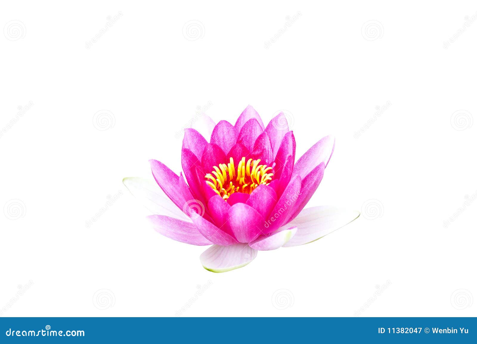 Red lotus stock image. Image of background, bright, shade 11382047