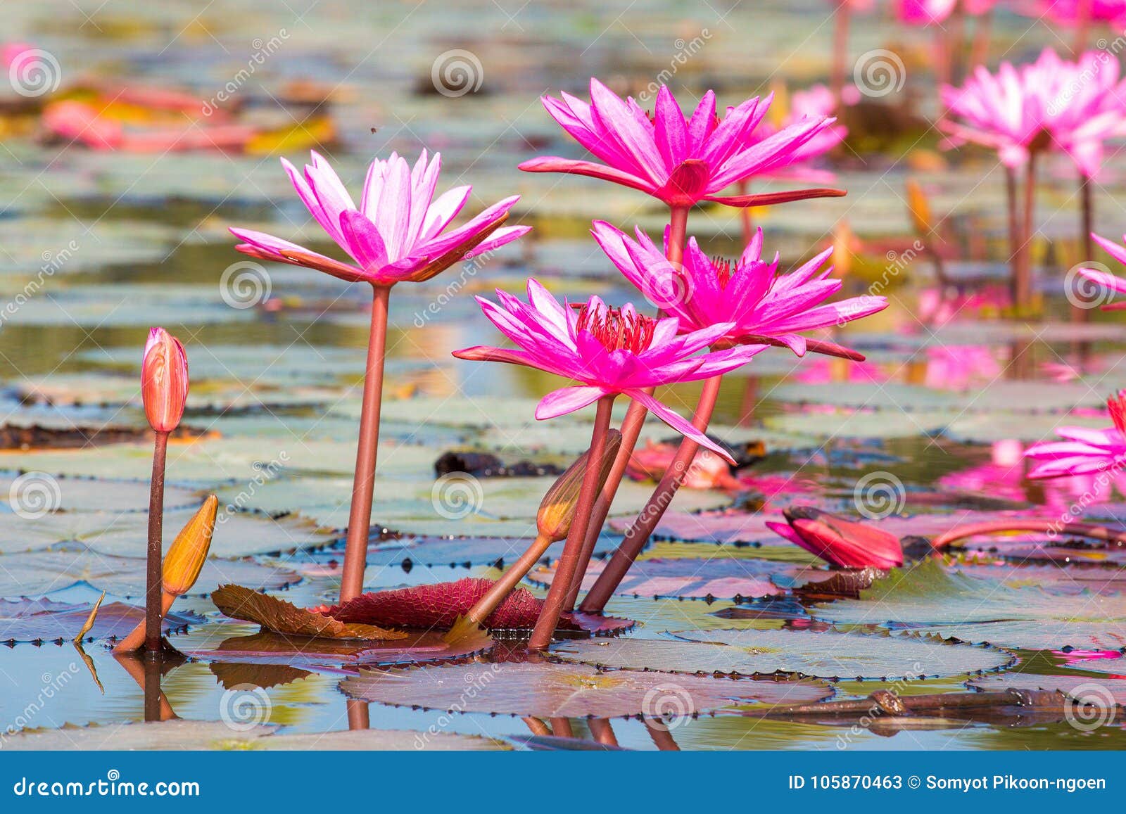 Red lotus flower blooming. stock image. Image of flora 105870463
