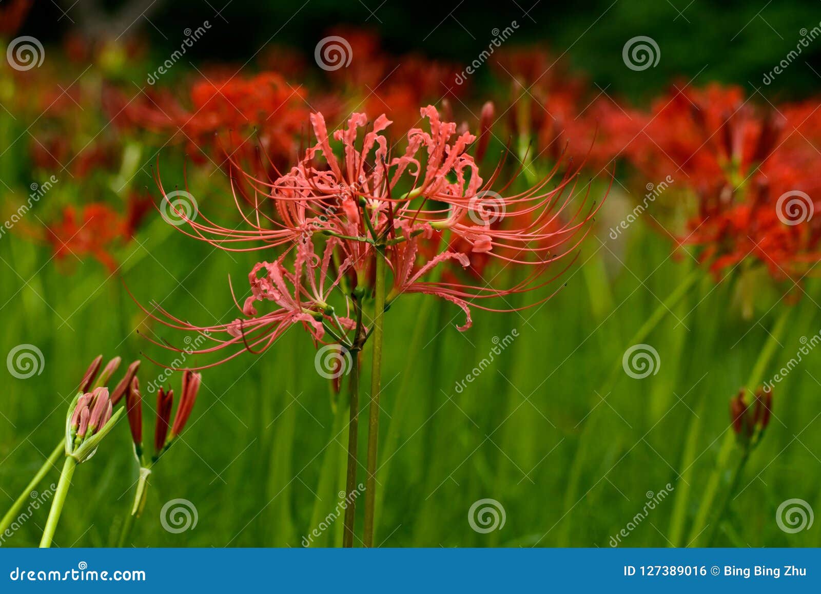 bloomimg red lycoris radiata
