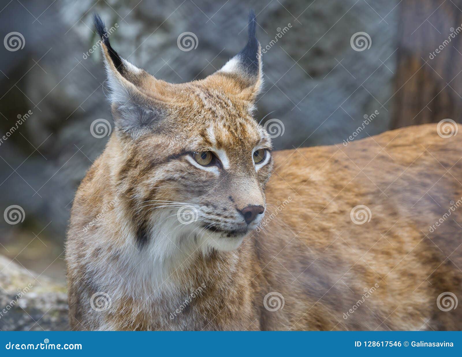 Red lynx. stock photo. Image of predator, ears, animal - 128617546