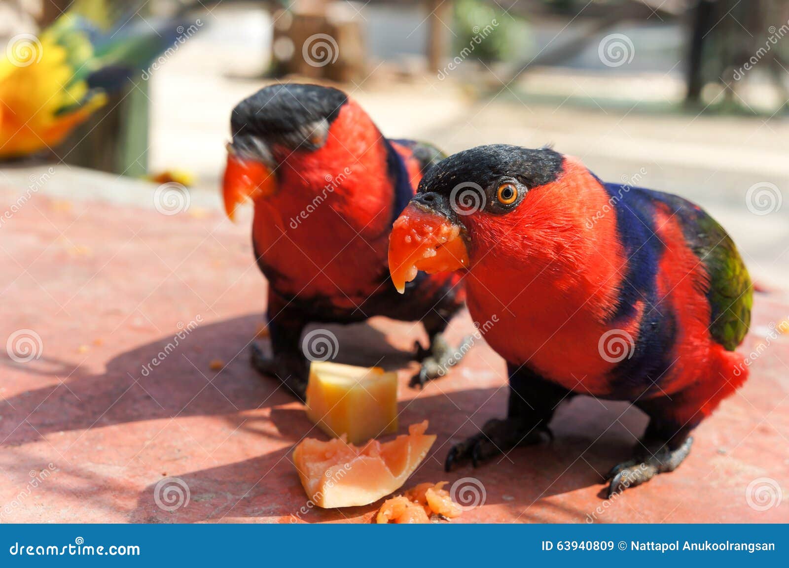 Red Macaw Bird stock image. Image of natural, exotic 63940809