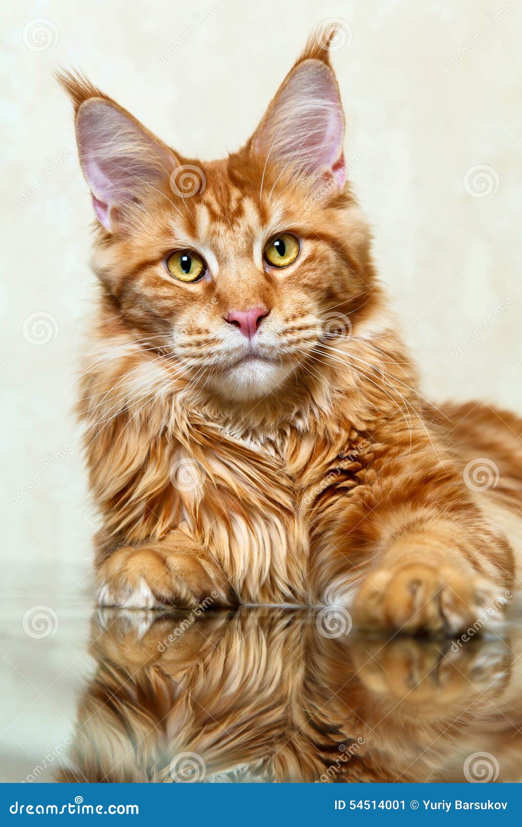 Red Maine Coon Cat Fox Posing on Mirror Reflection Stock Image Image