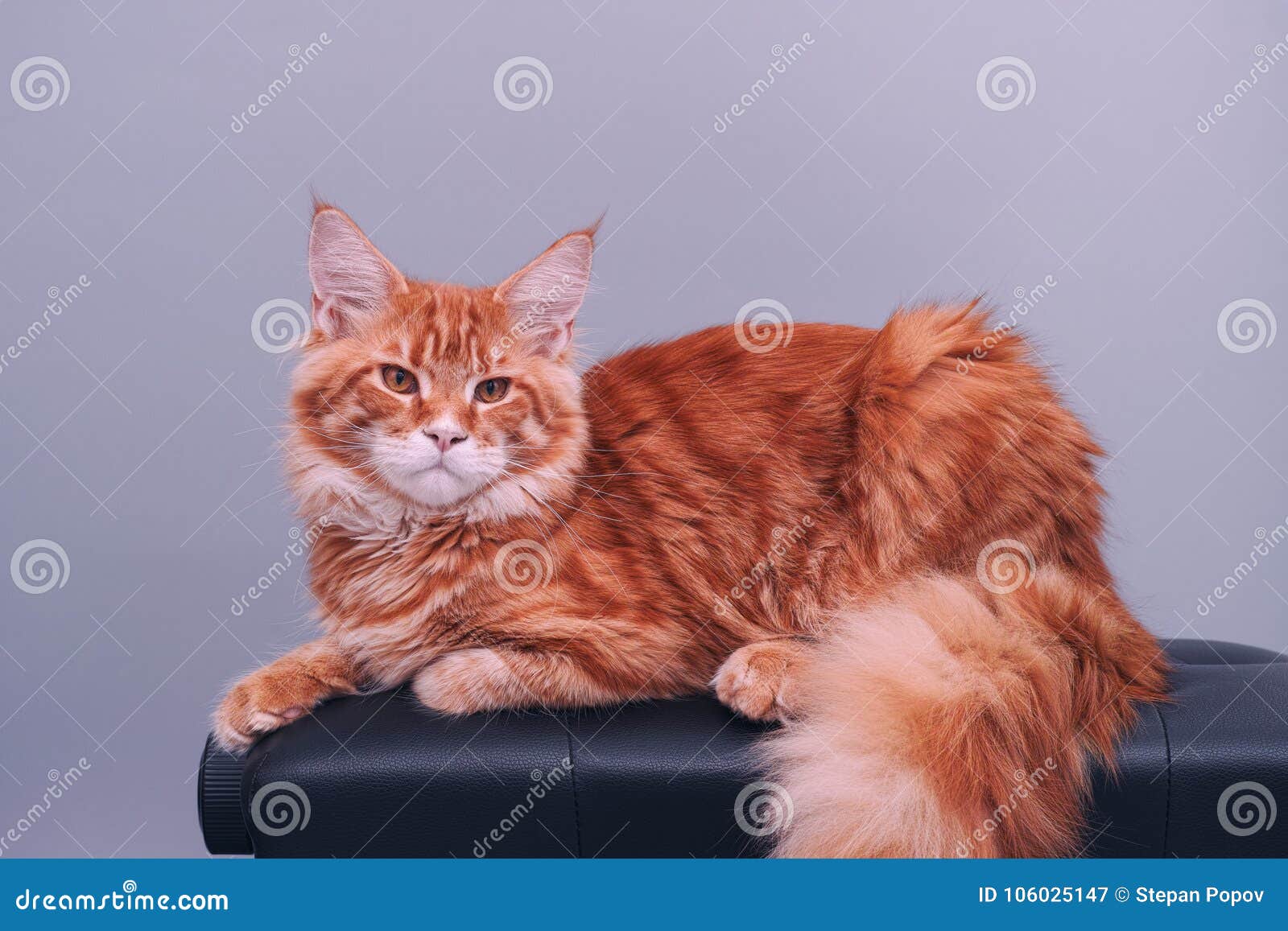 Red Maine Coon Cat on a Grey Background Looking at Camera Stock Image ...