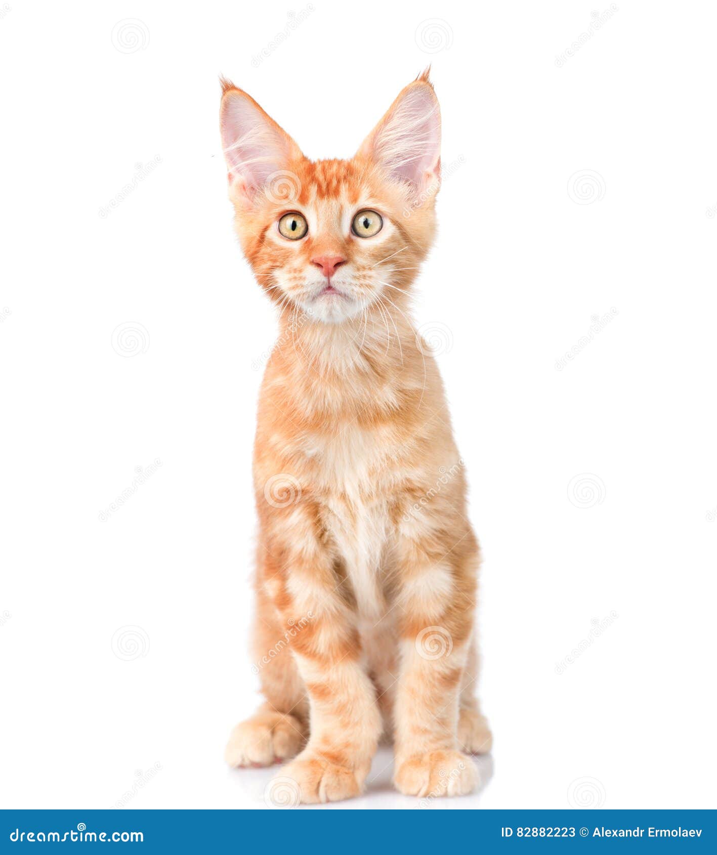 Red Maine Coon Cat Sitting In Front View. Isolated On White Back Stock