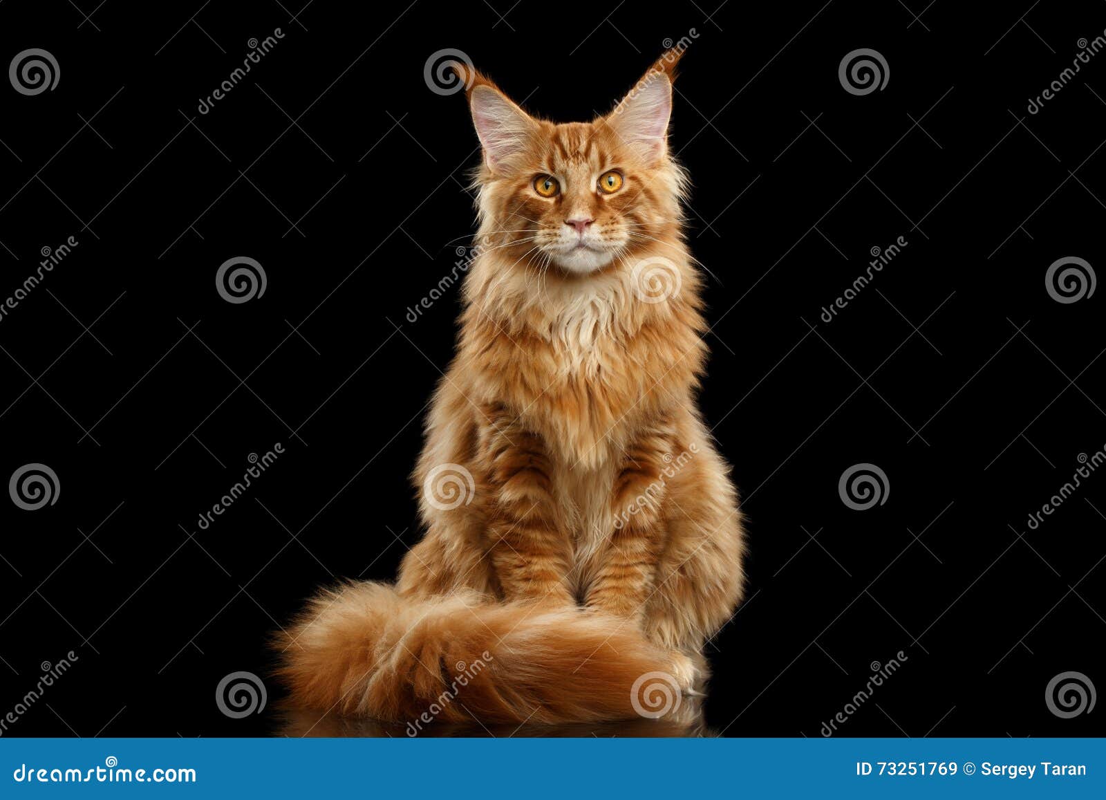 red maine coon cat sitting with furry tail  black
