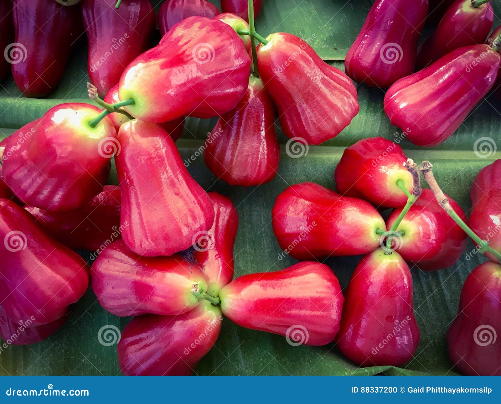 Red Malay Rose Apple, Fruit of Syzygium Malaccense Stock Photo Image