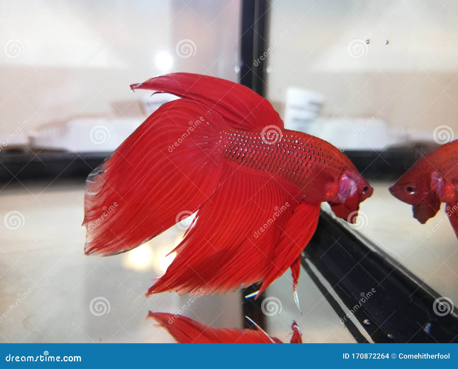 red-male-veiltail-betta-flaring-aquarium-red-male-veiltail-betta-flaring-170872264.jpg