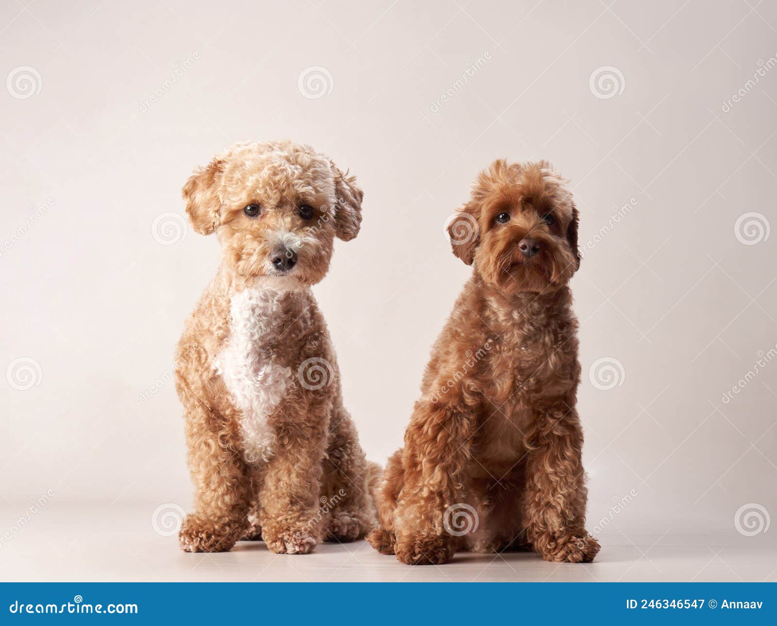 Red Maltipoo on a Beige Background. Curly Dog in Photo Studio Stock Image - Image of breed, white: